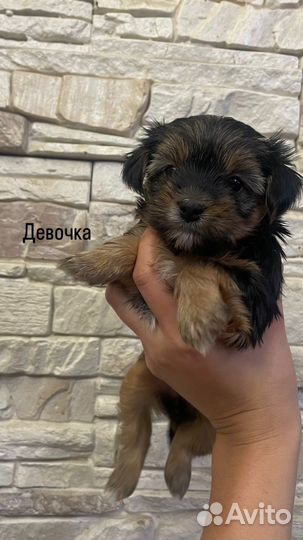 Йоркширские терьеры