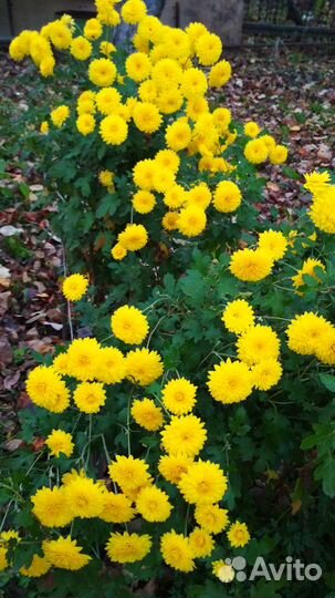 Желтые, белые и малиновые хризантемы (рассада)