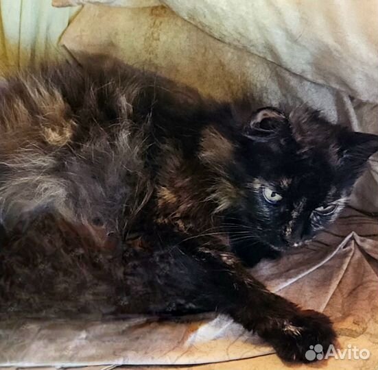 Спасите кошку