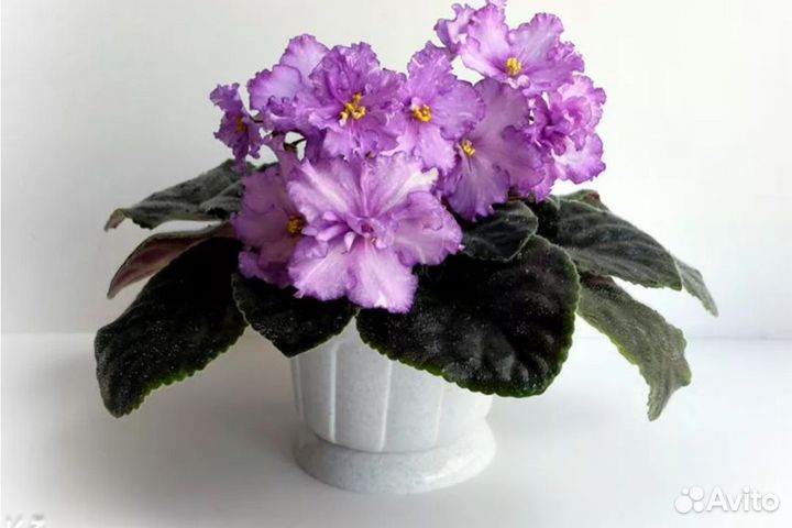 Детки сортовых фиалок