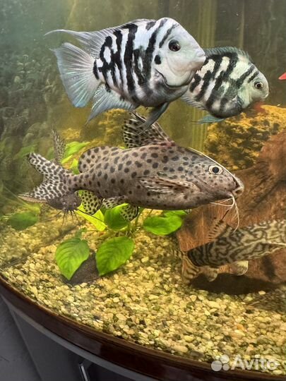 Сом синодонтис, скалярия