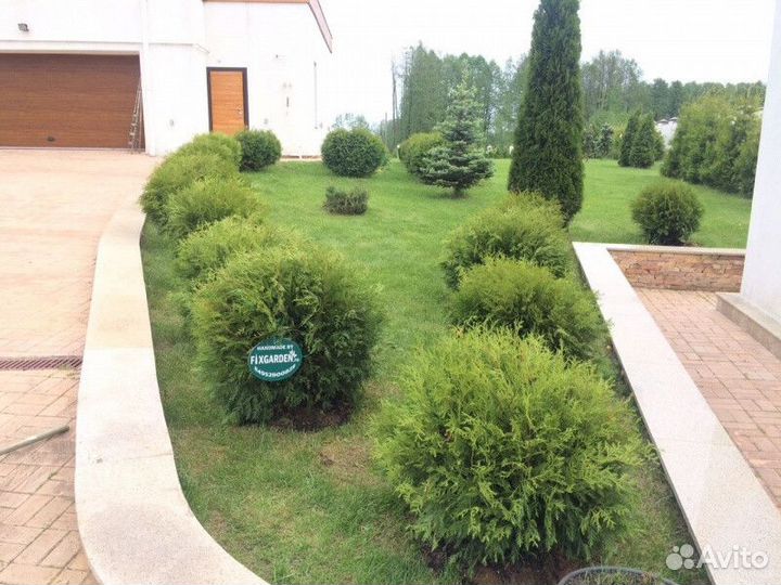 Туя западная вудварди Высота от 25см