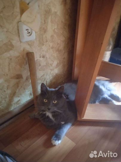 Пушистая красавица