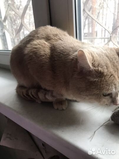 Кот по кличке Персик