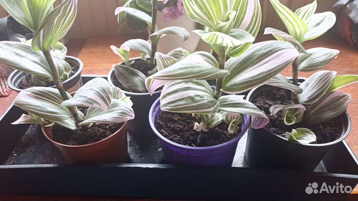 Традесканция нанук