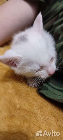 Котёнок в заботливые руки