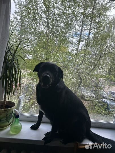 Лабрадор помесь