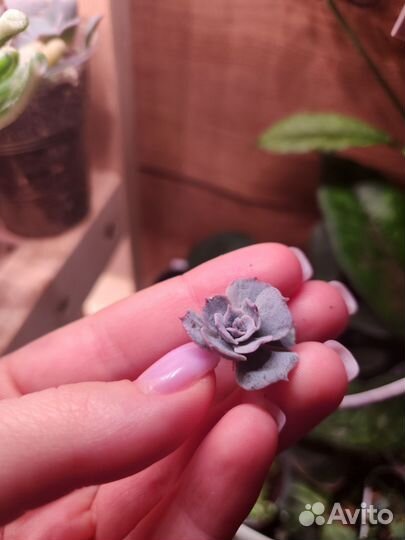 Суккуленты, седум, эхеверия