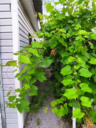 Дача 20 м² на участке 4,5 сот.