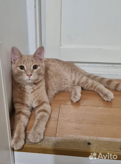 Рыжий котик в добрые руки