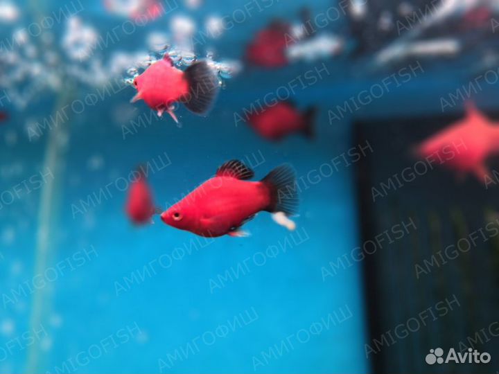 Пецилия дисковая Красно-черная (Xiphophorus macul