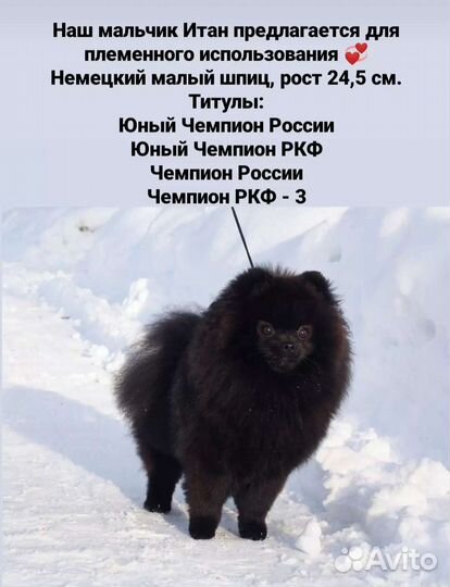 Шпиц вязка