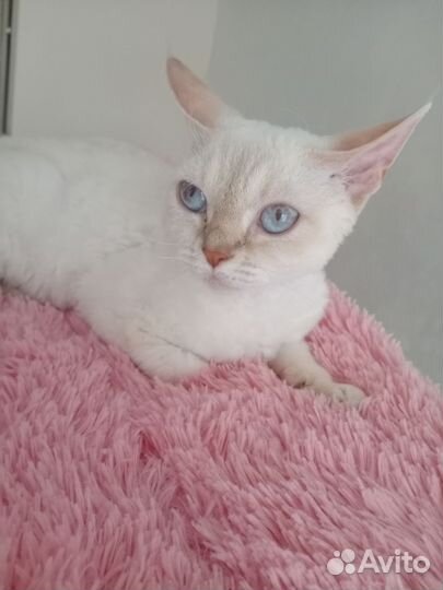 Девон-рекс кошка