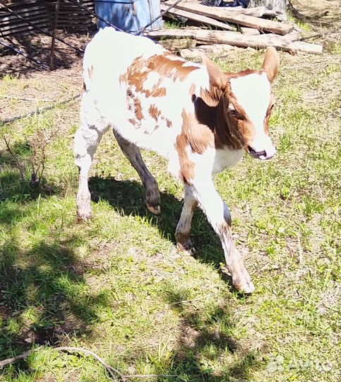 Айрширский бычок