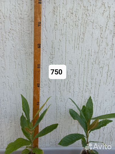 Мушмула вечнозеленая съедобная