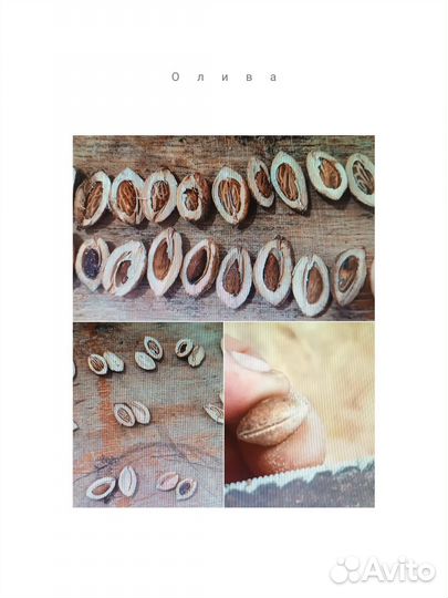 Семена Оливы крымской опт