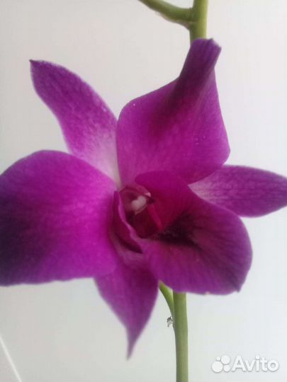 Орхидея дендробиум санок