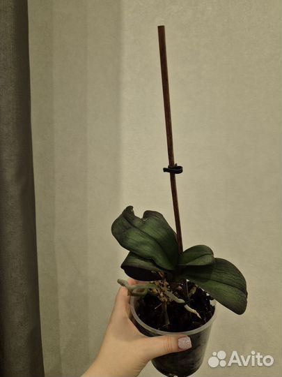 Орхидея фаленопсис