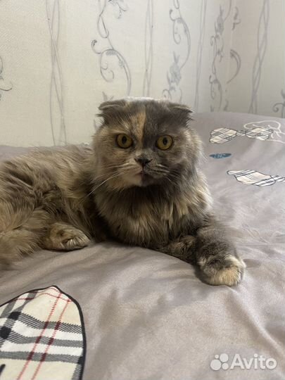 Передержка домашних питомцев