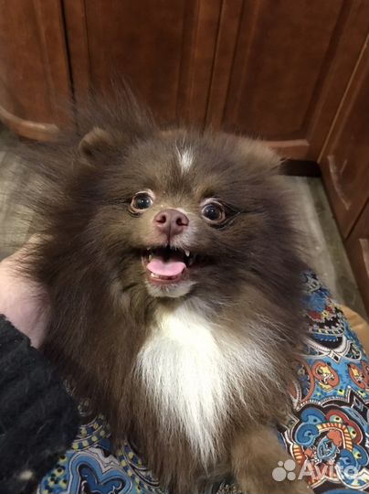 Шоколадный шпиц Мишутка