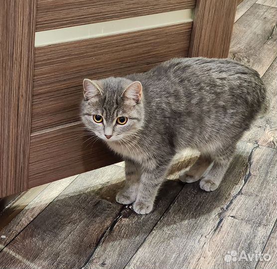 Шотландская