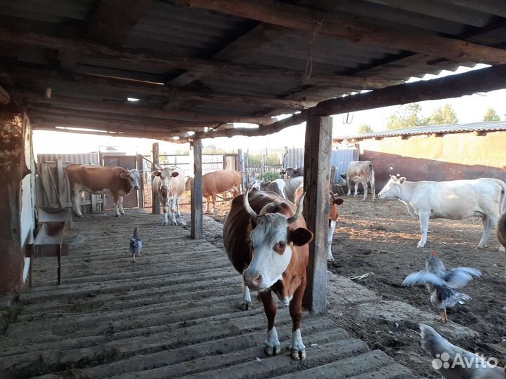 Продам коров