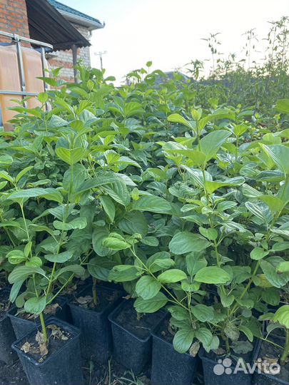 Дёрен флавирамеа