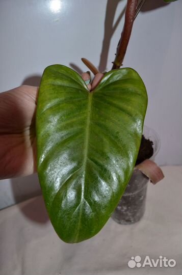 Филодендрон ред твинс