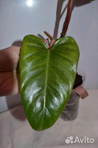 Филодендрон ред твинс