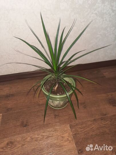 Комнатные цветы