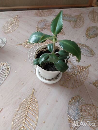 Каланхоэ лечебное