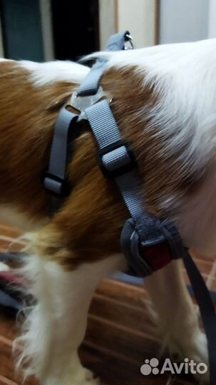 Шлейка для собак