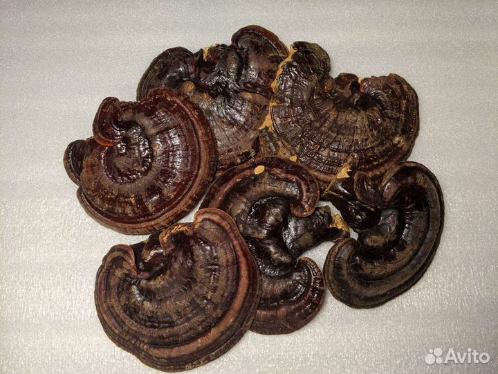 Рейши, трутовик лакированный (Ganoderma lucidum)