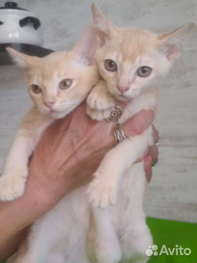 Бурма европейская котята