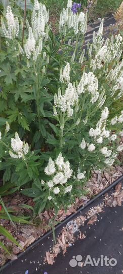 Саженцы многолетних цветов