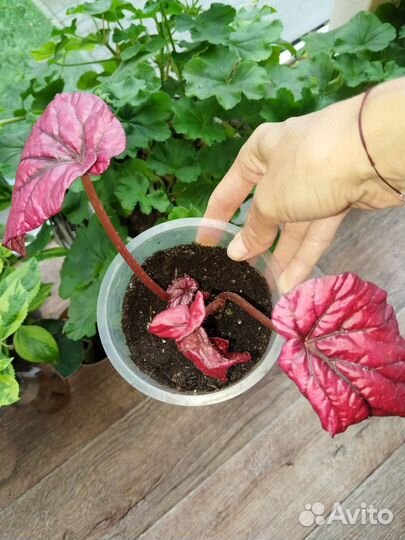 Экзакум, бегония инка файер