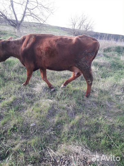 Коровы дойные молочные