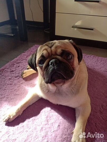 Догситтер Выгул Передержка собак зооняня