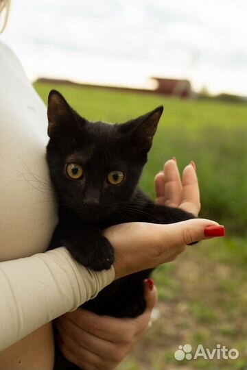 Черный котенок в добрые руки