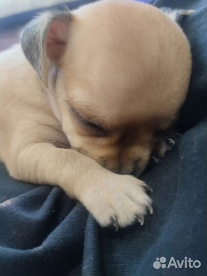 Щенки мини той терьера