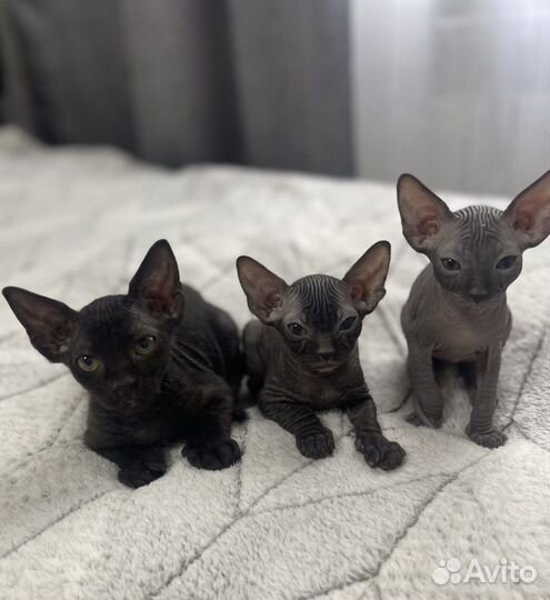 Котята сфинкс