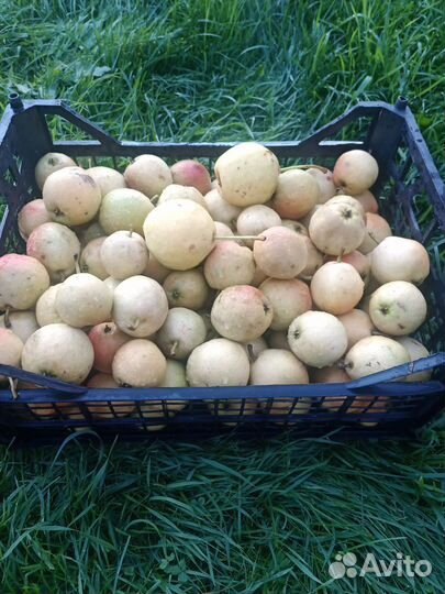 Яблоки, груши, ранетки домашние