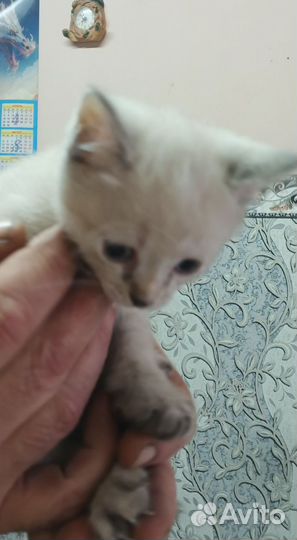 Кошки