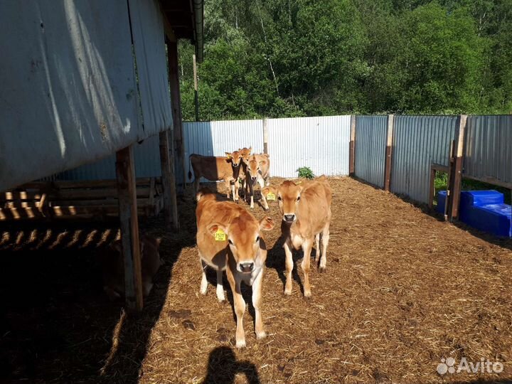 Телки Джерси 4-6 мес