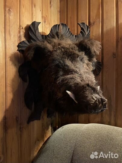 Чучело головы кабана