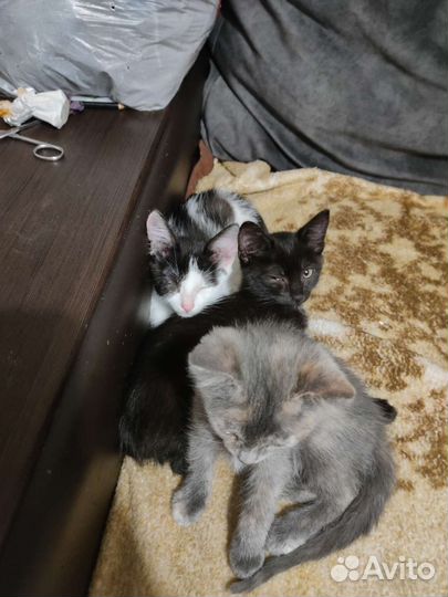 Котята в добрые руки приучены к лотку