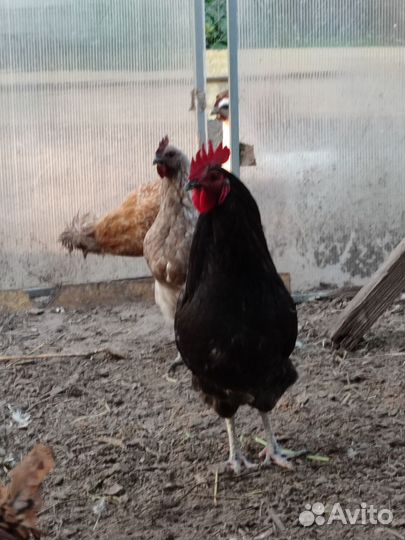 Петух