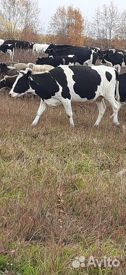 Продам телятину, конину