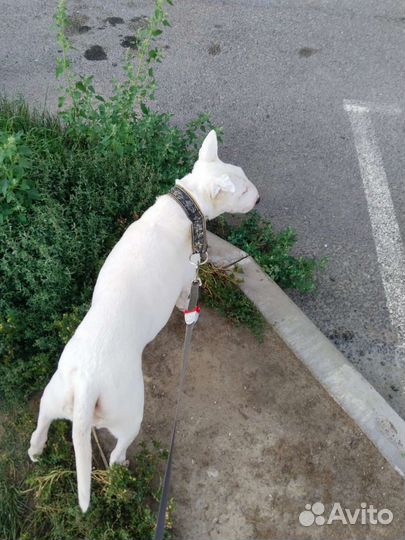 Выгул собак