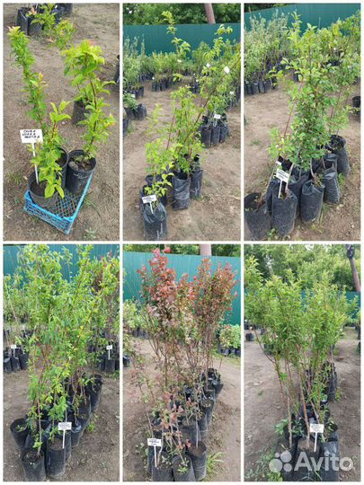 Саженцы вкусных слив, 3летки, от 1,5 м, Зкс